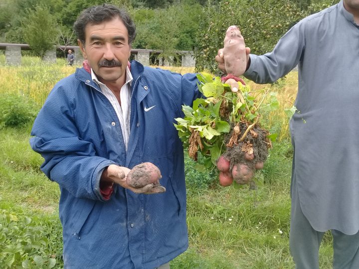 Potato Value Chain, Hunza
