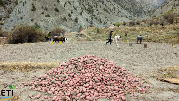 Apricot Value Chain, Dichal, Astore