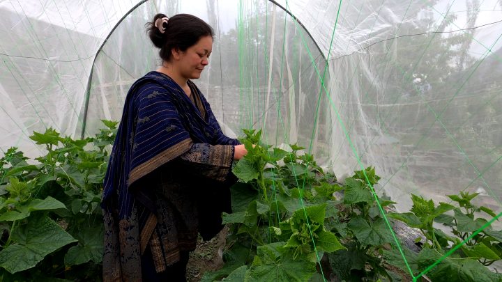 Vertical Farming, Oshikhandas, Gilgit