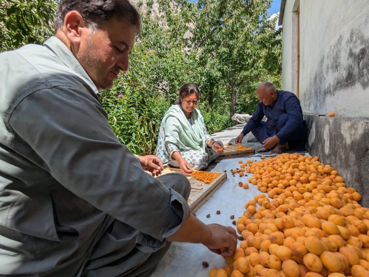 Apricot Value Chain, Khyber, Hunza a