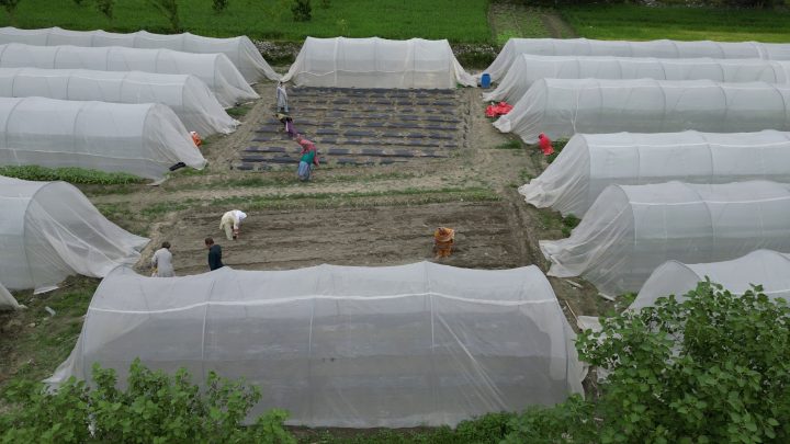Tunnel Farming, Chikas, Danyore, Gilgit