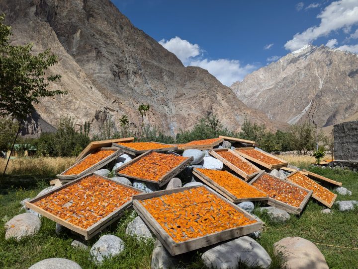 Apricot Drying, Khyber, Hunza